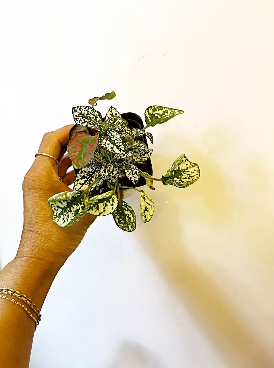 🎋Polka Dot Plant - mixed  *gc thumbnail