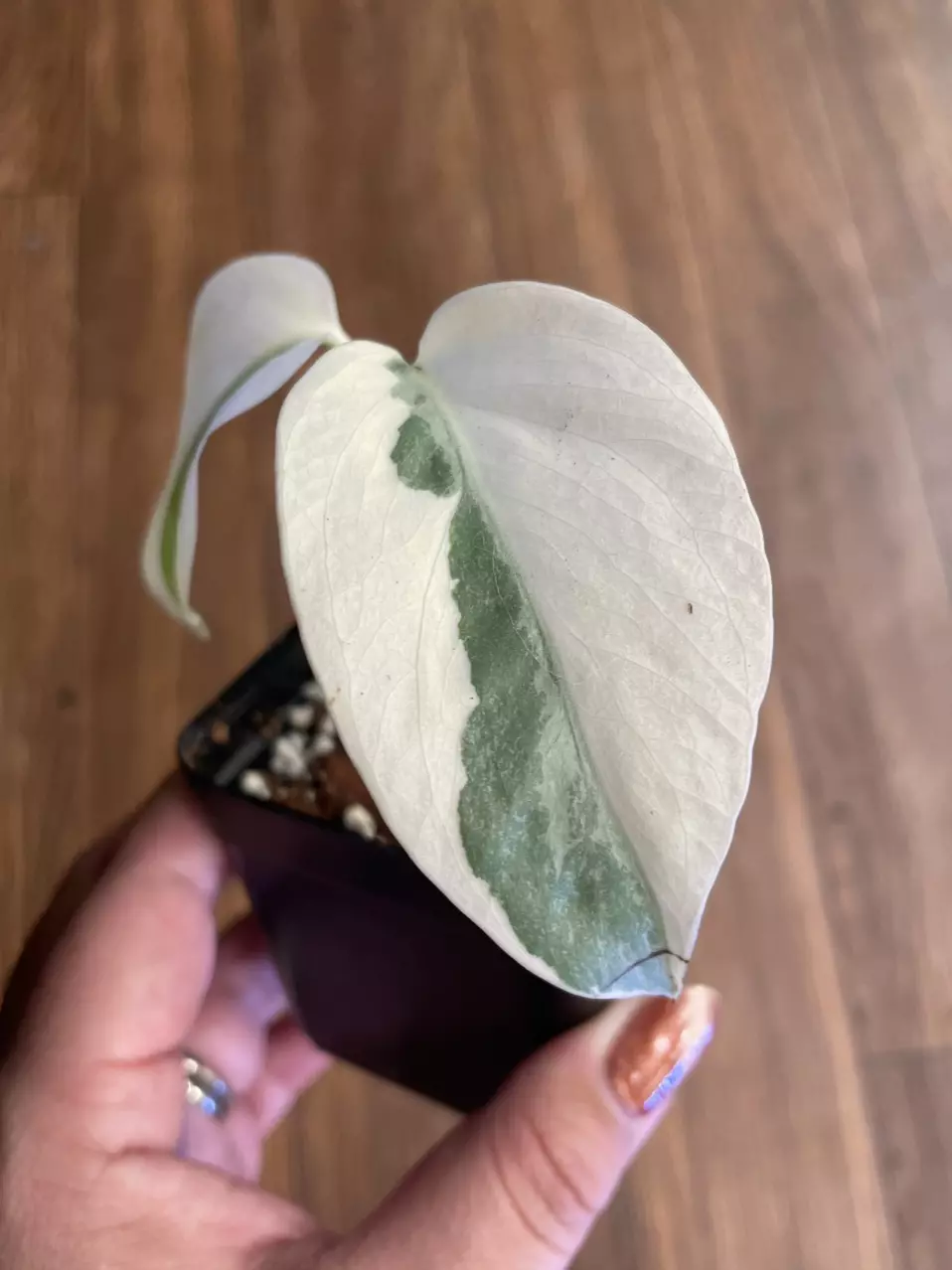 Monstera Albo thumbnail