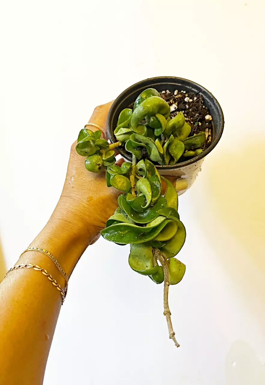 🎋Hoya Compacta thumbnail