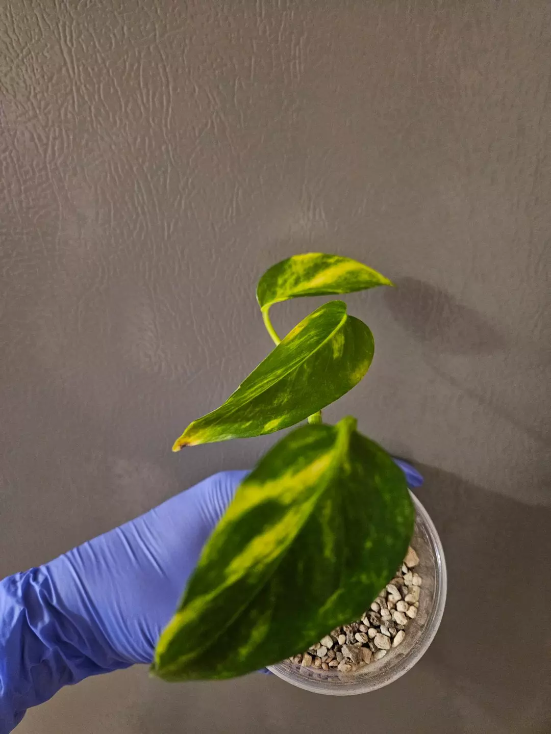 Epipremnum Aureum Hot Needle thumbnail