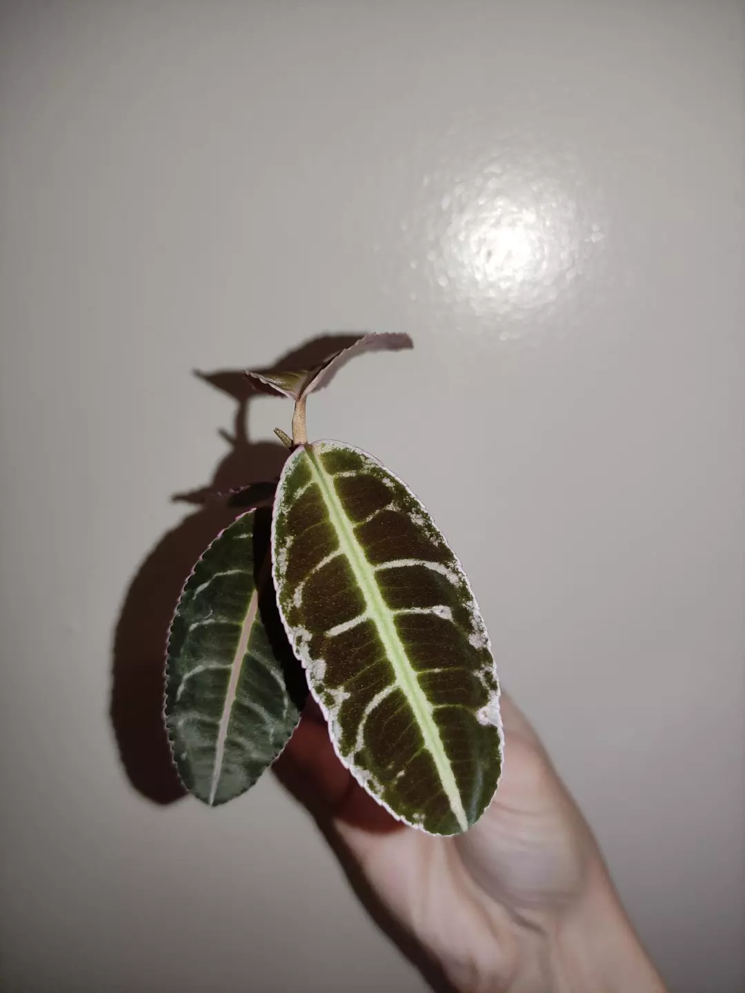 Labisia sp. Riau thumbnail