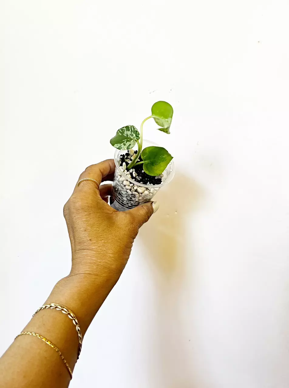 🔥Monstera Bulbasaur  *tc thumbnail