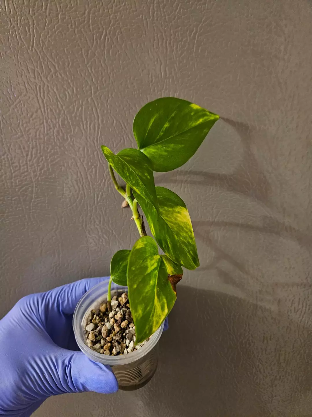 Epipremnum Aureum Teruno Junior thumbnail