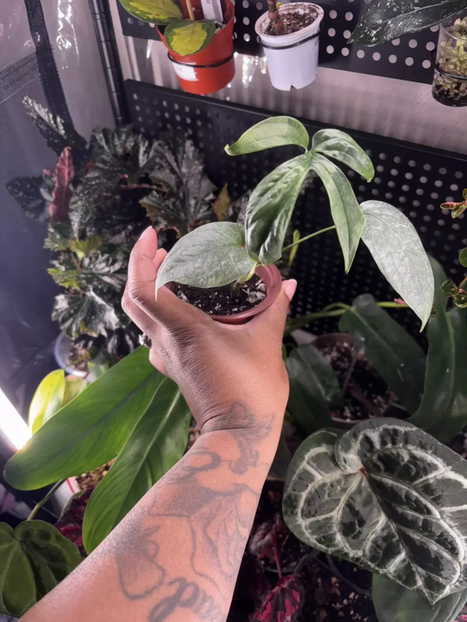 Amydrium medium silver ‘spiderman monstera’ thumbnail