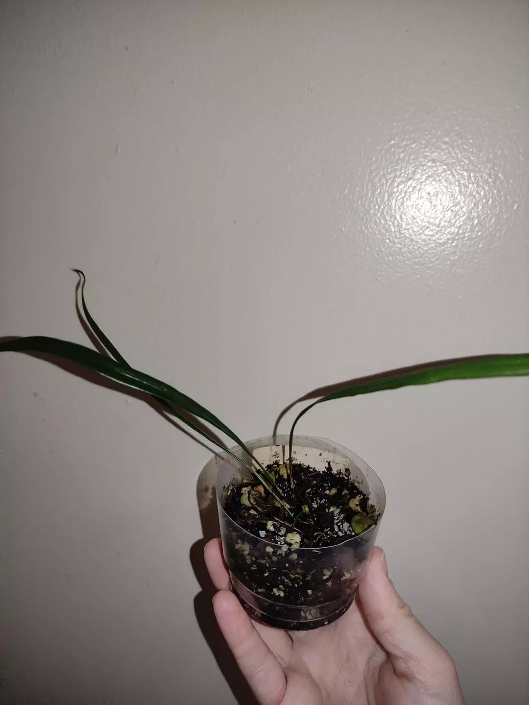 Elaphoglossum lanceolatum thumbnail