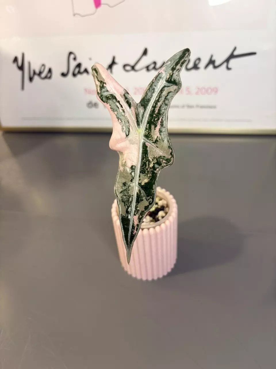 Variegated Alocasia Nobilis Pink thumbnail