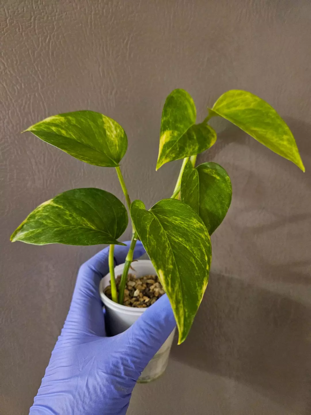 Epipremnum Aureum Golden thumbnail