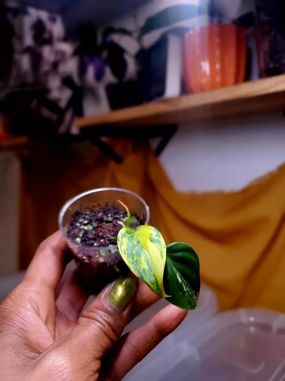 🦄 Aurea Micans Philodendron 🪴✨️ Rooted Cutting thumbnail