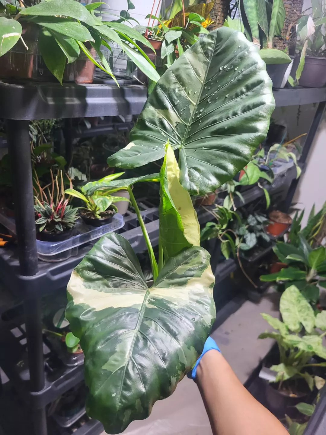Alocasia 'Appaloosa Gold' LARGE PLANT thumbnail