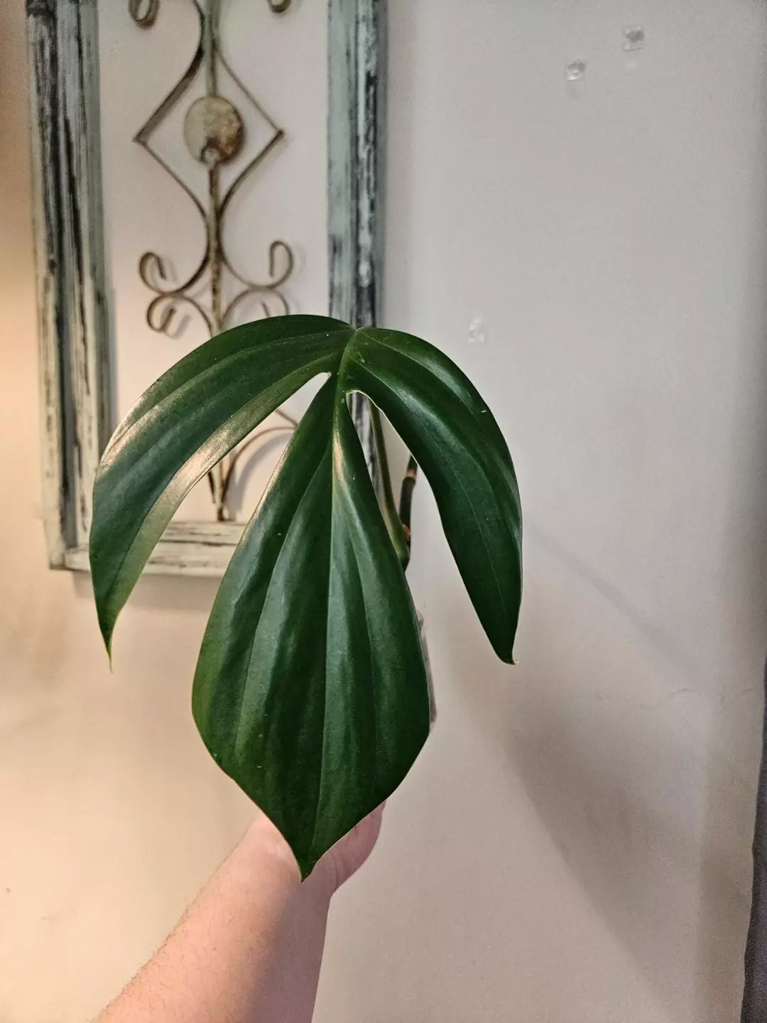 Philodendron Discurvia Dragon Tail Monstera thumbnail