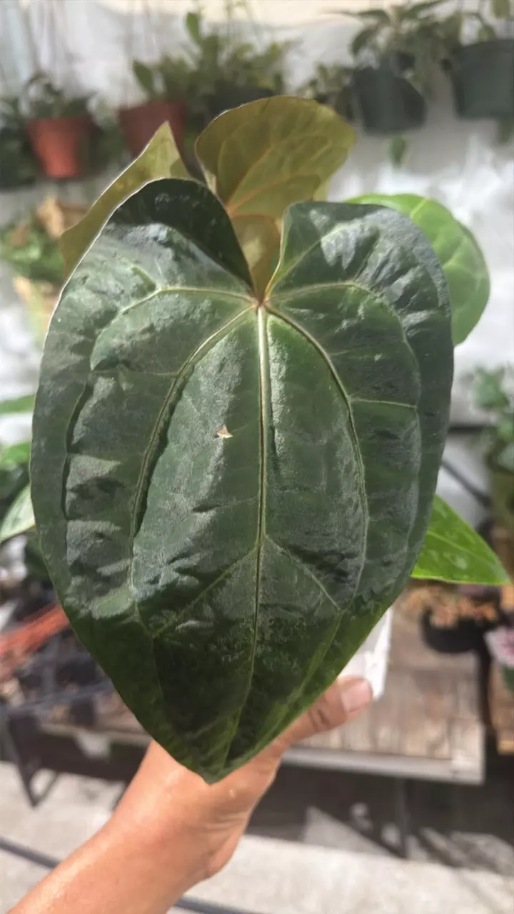 anthurium dark phoenix on a 4 inch pot thumbnail