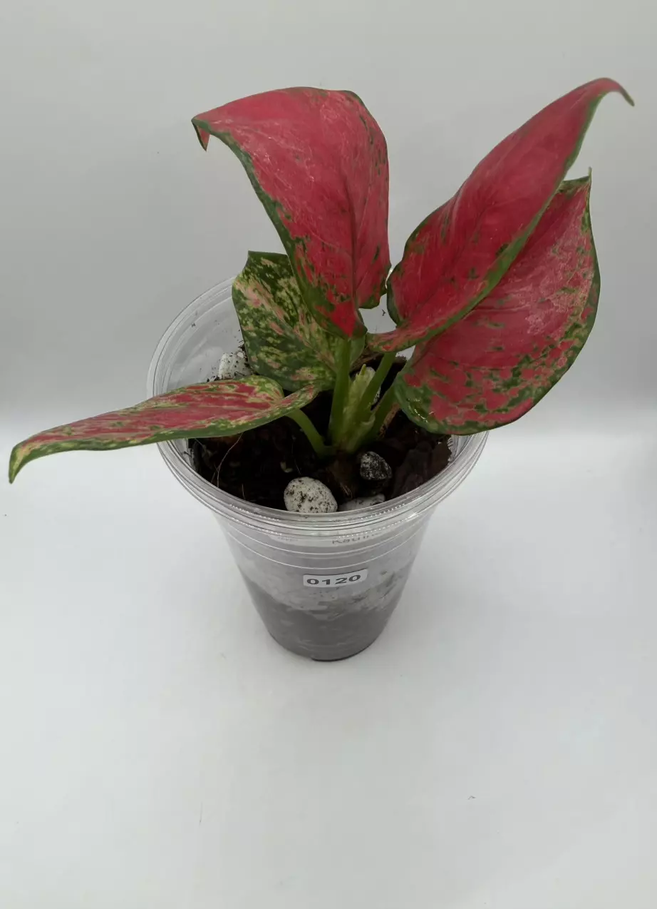 0120 Aglaonema Katrina thumbnail