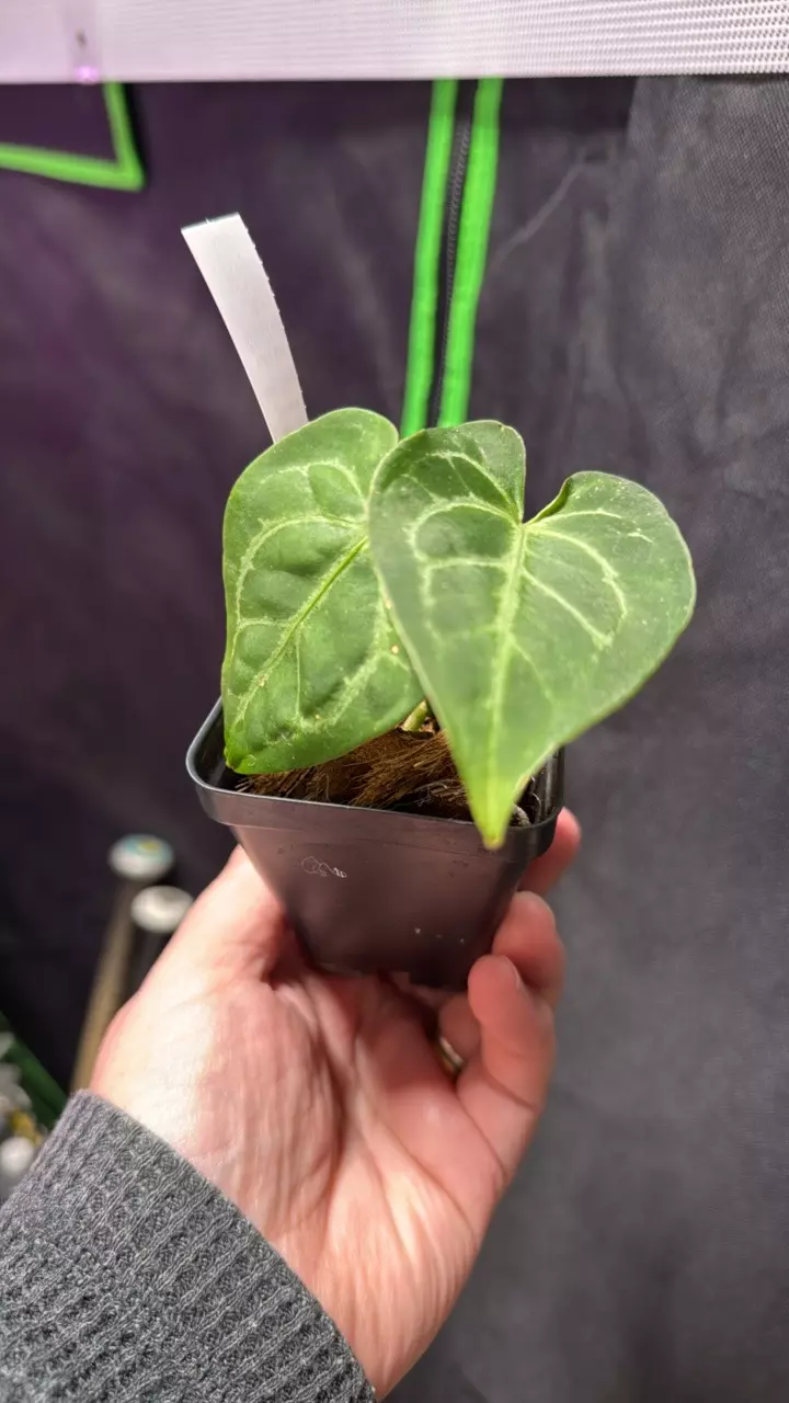 Anthurium Pink Lemonade x Red Spider PP1 thumbnail