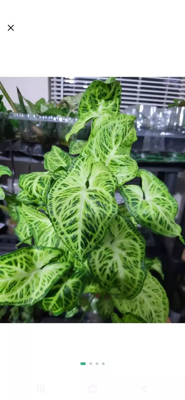 Syngonium batik cutting thumbnail