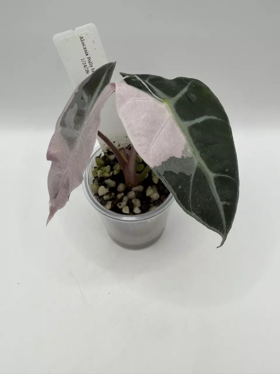 0128 Alocasia Polly Pink Snowflake thumbnail