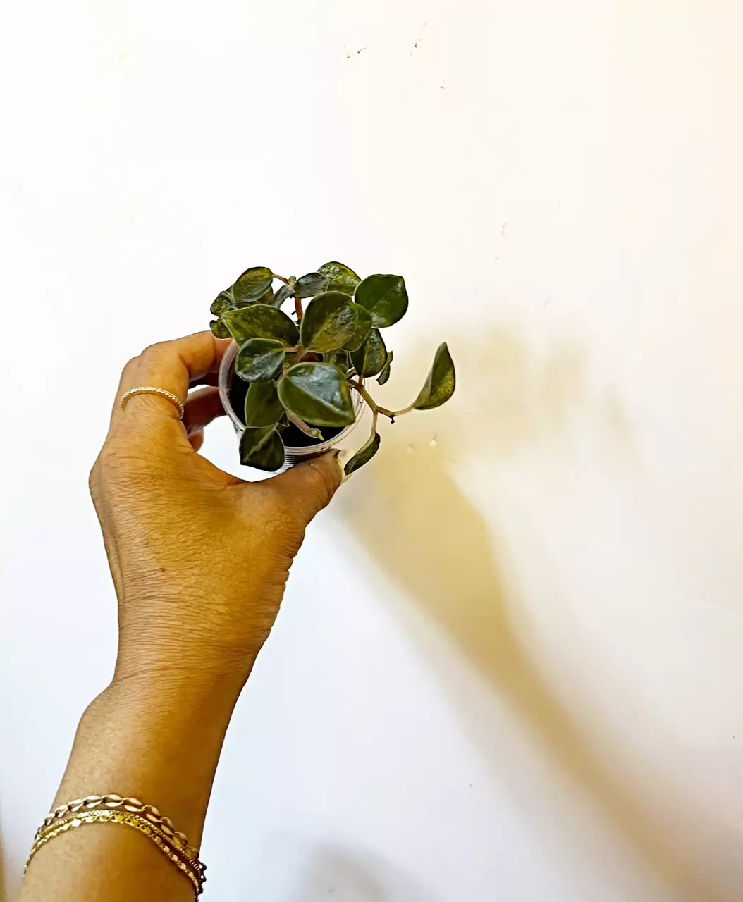 🔥Peperomia Creme Brulee  *gc thumbnail