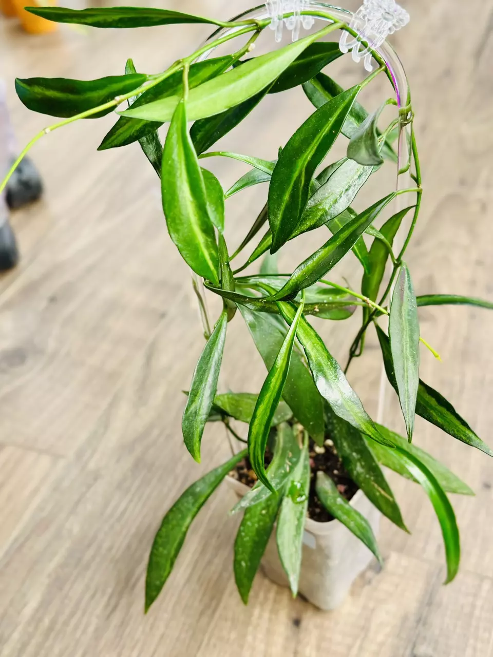 Hoya Tsangii Inner Variegated (Mother Plant) thumbnail