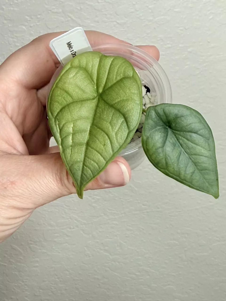 Alocasia Dragonscale x Melo ‘Mercury’ pup thumbnail