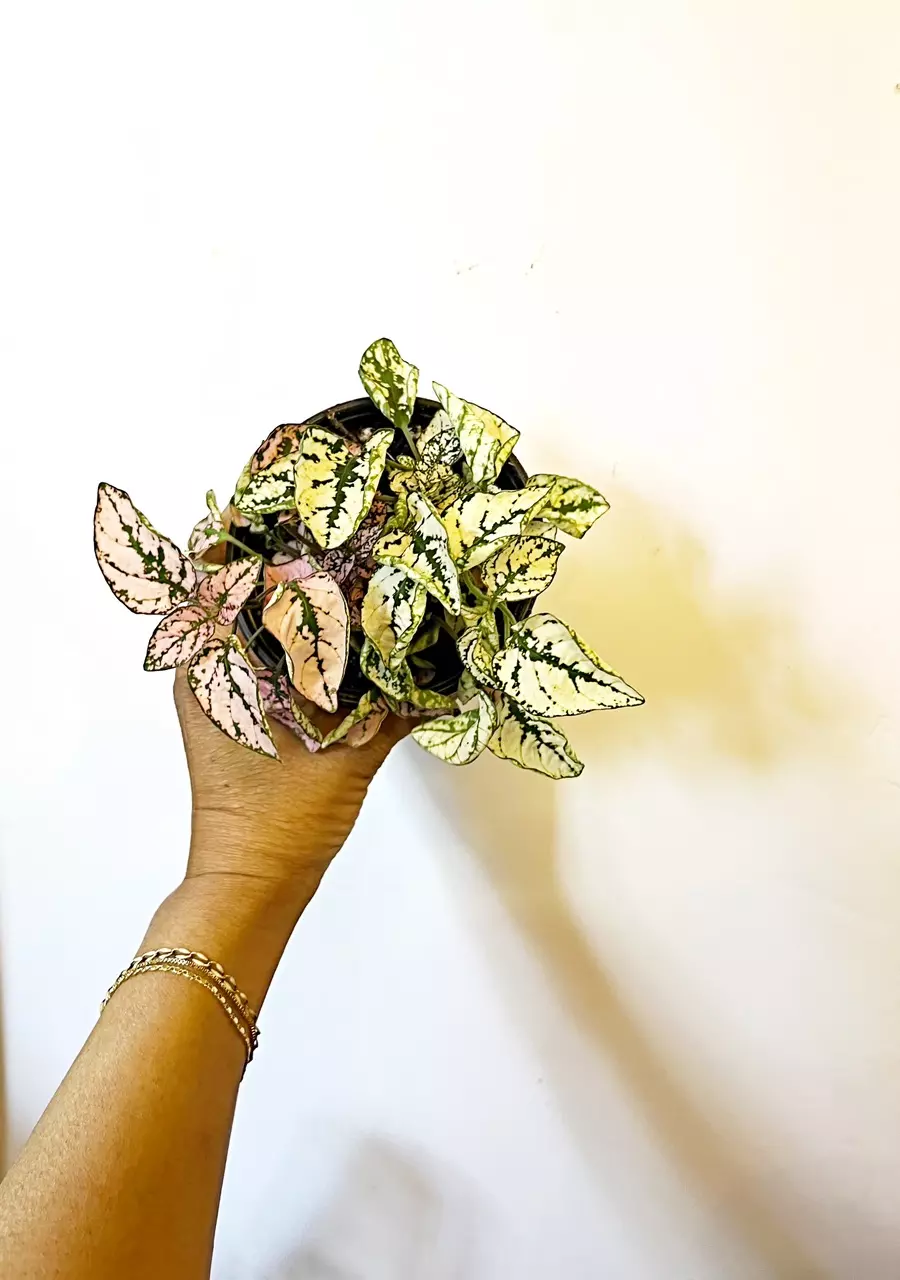 🎋Polka Dot Plant  - 4” GC thumbnail