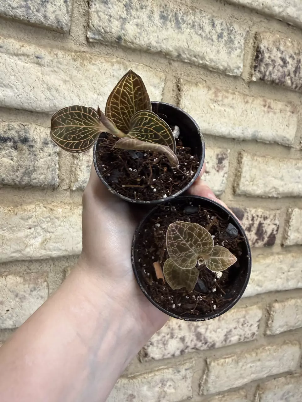 Jewel orchid 2 combo thumbnail