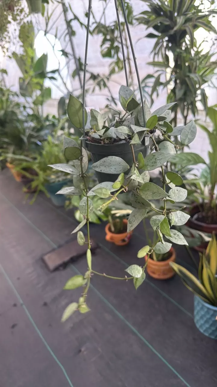 Hoya Krohniana 'Super Silver on a 4 inch pot thumbnail