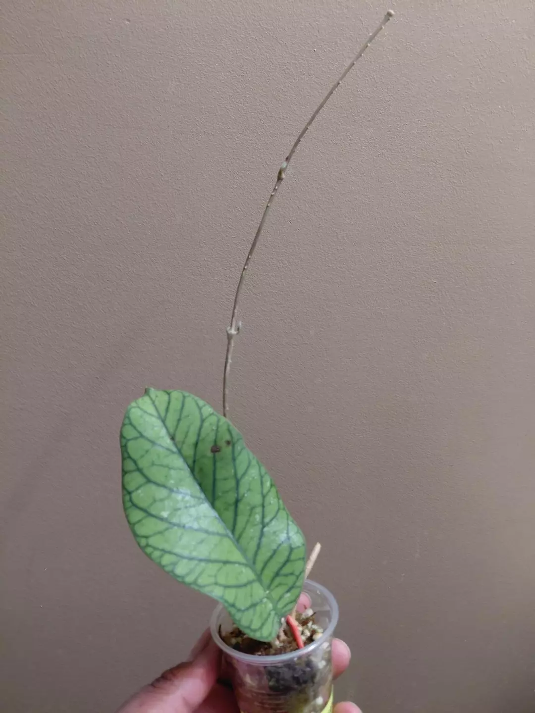 Hoya Meredithii Starter thumbnail