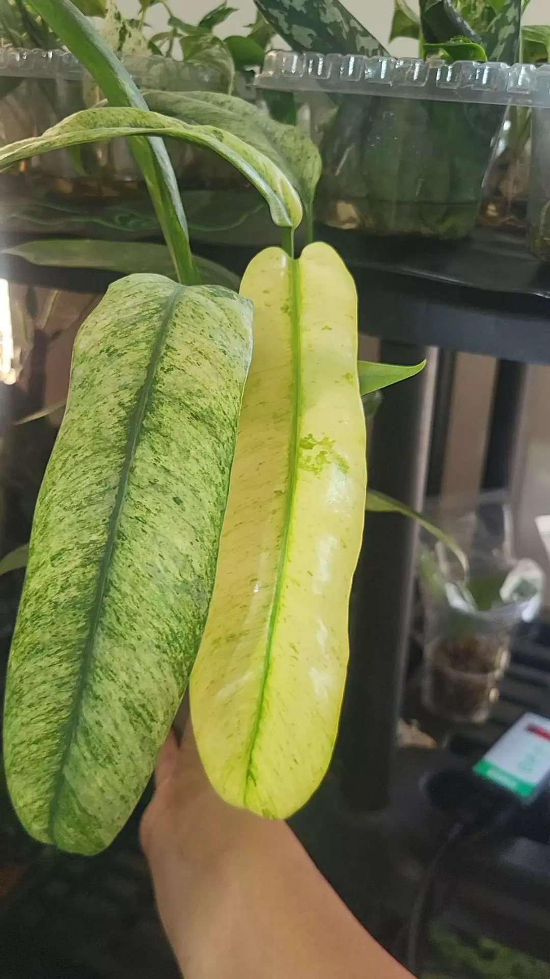 Epipremnum  giganteum variegata thumbnail