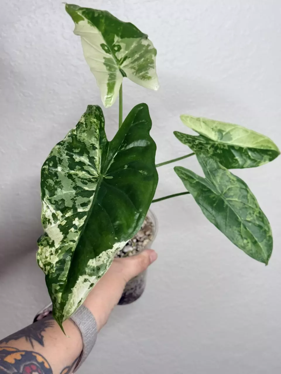 Alocasia Acuminata Albo thumbnail