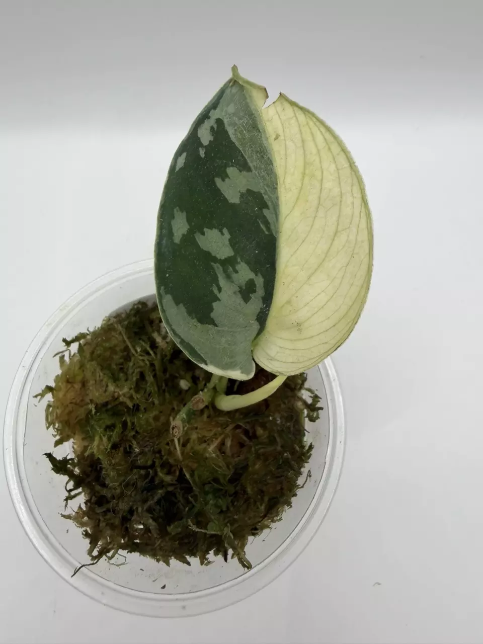 0117 Scindapsus Mayari thumbnail