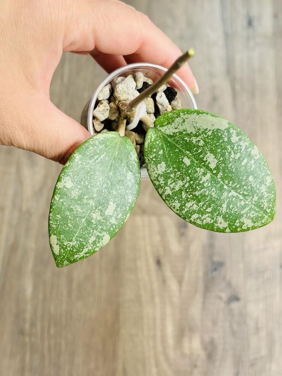 Hoya Verticillata Round Leaf (DMW-001-C) thumbnail