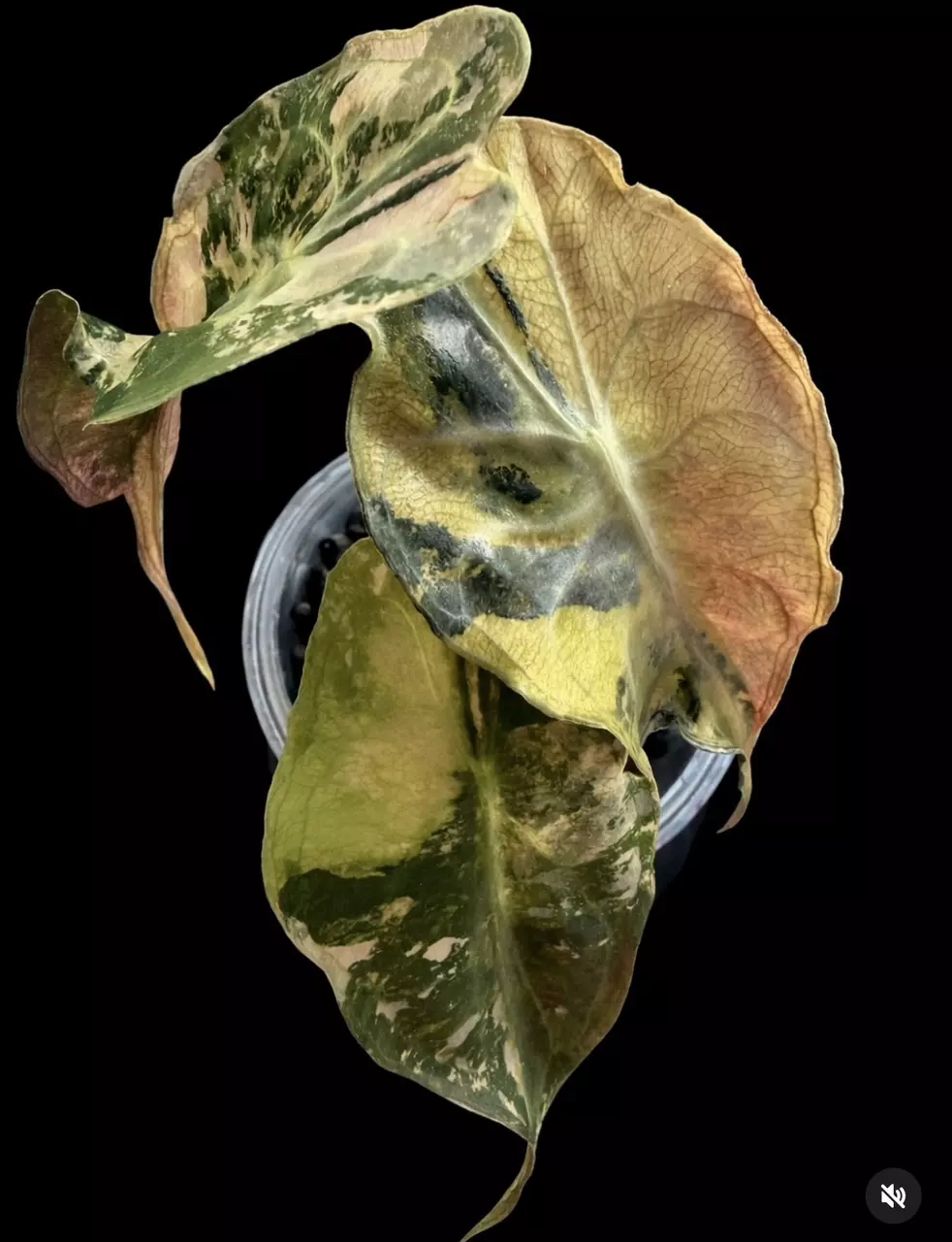 Alocasia Tricolor Venom thumbnail