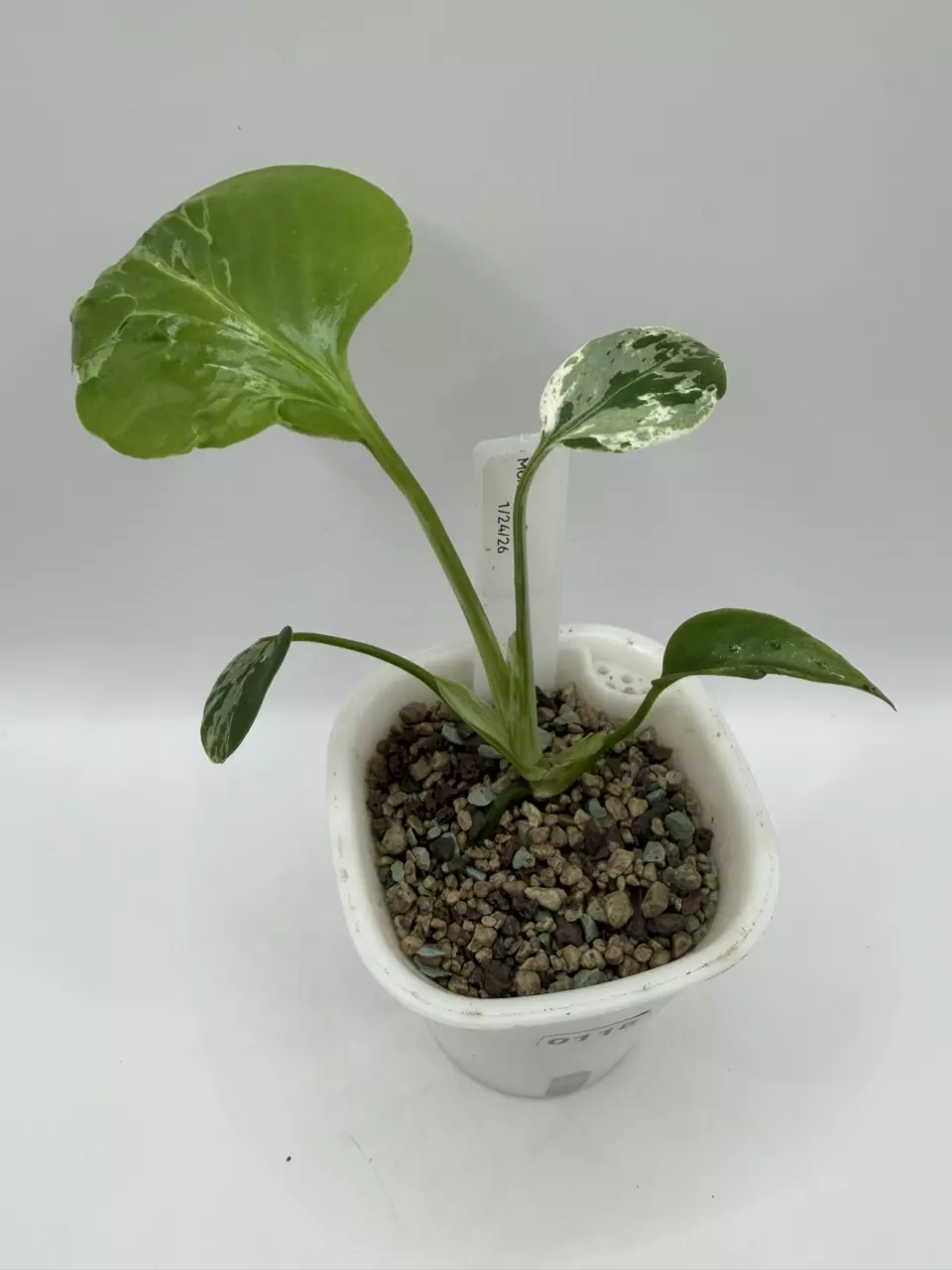 0118 Monstera Bulbasaur thumbnail