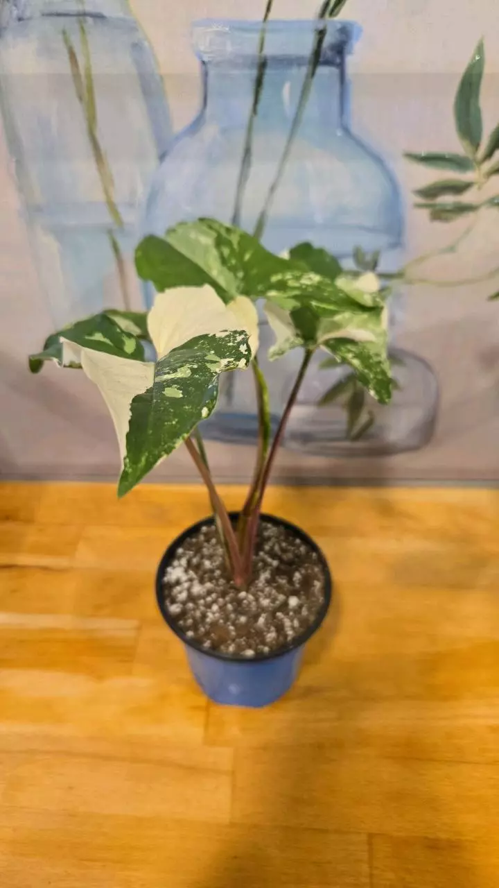 🌿 Syngonium Albo Variegated – 4” Pot thumbnail