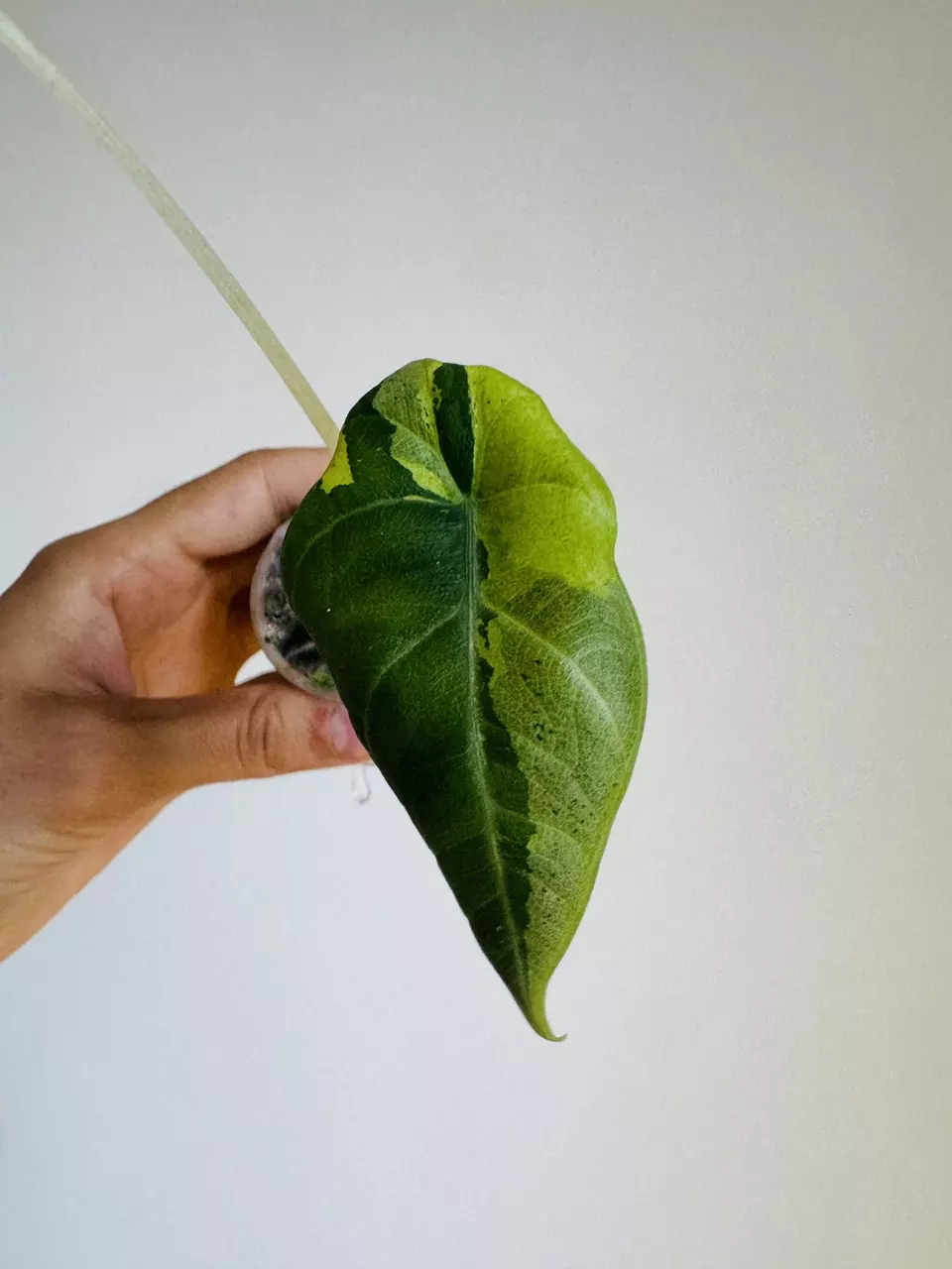 Maharani Tricolor thumbnail