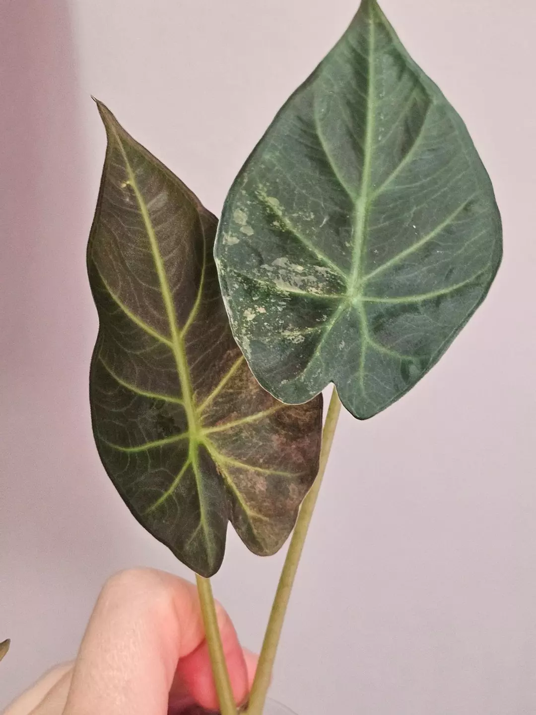 Alocasia regal shield albo thumbnail