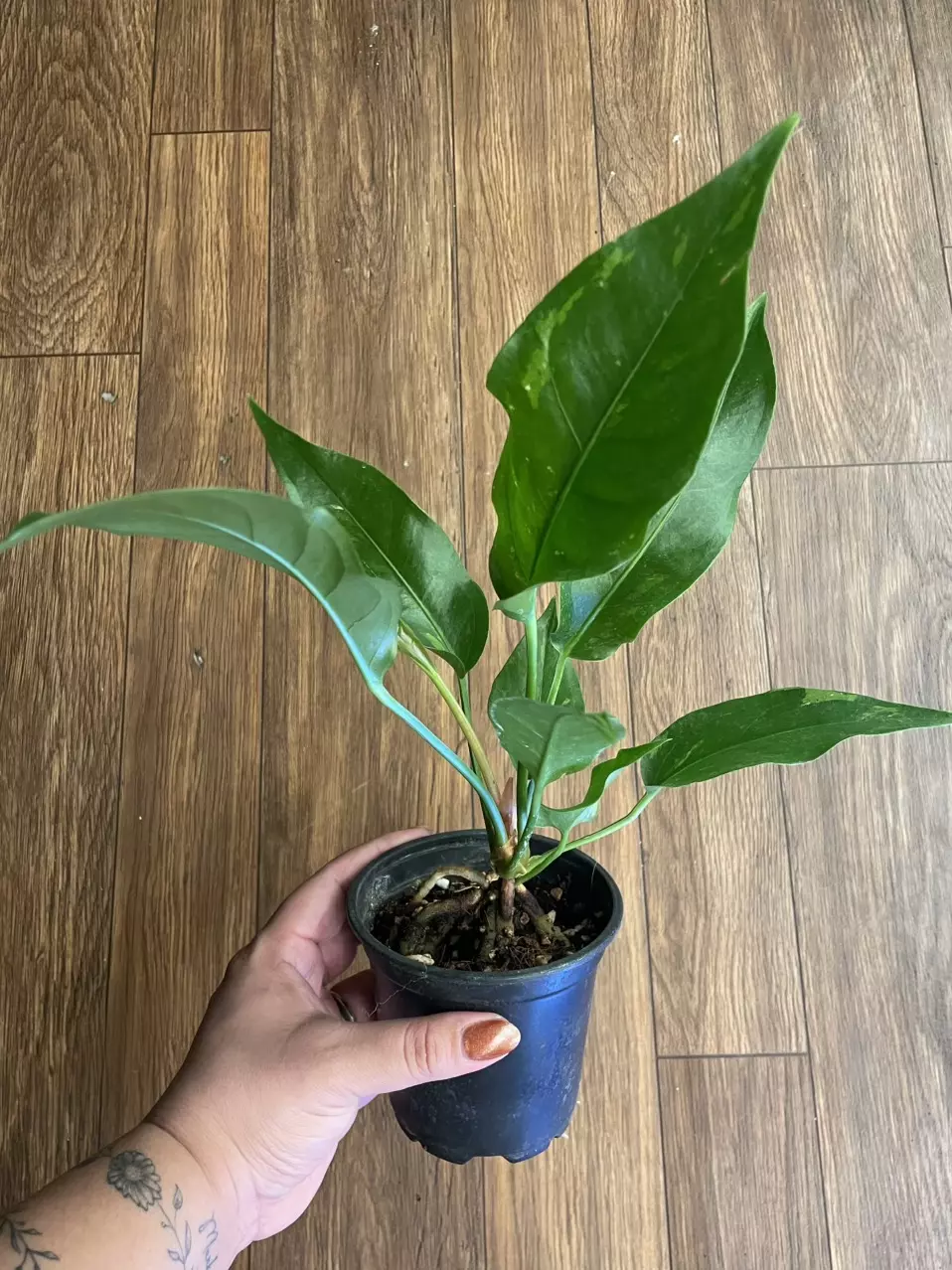 Anthurium Variegated Birds Nest thumbnail