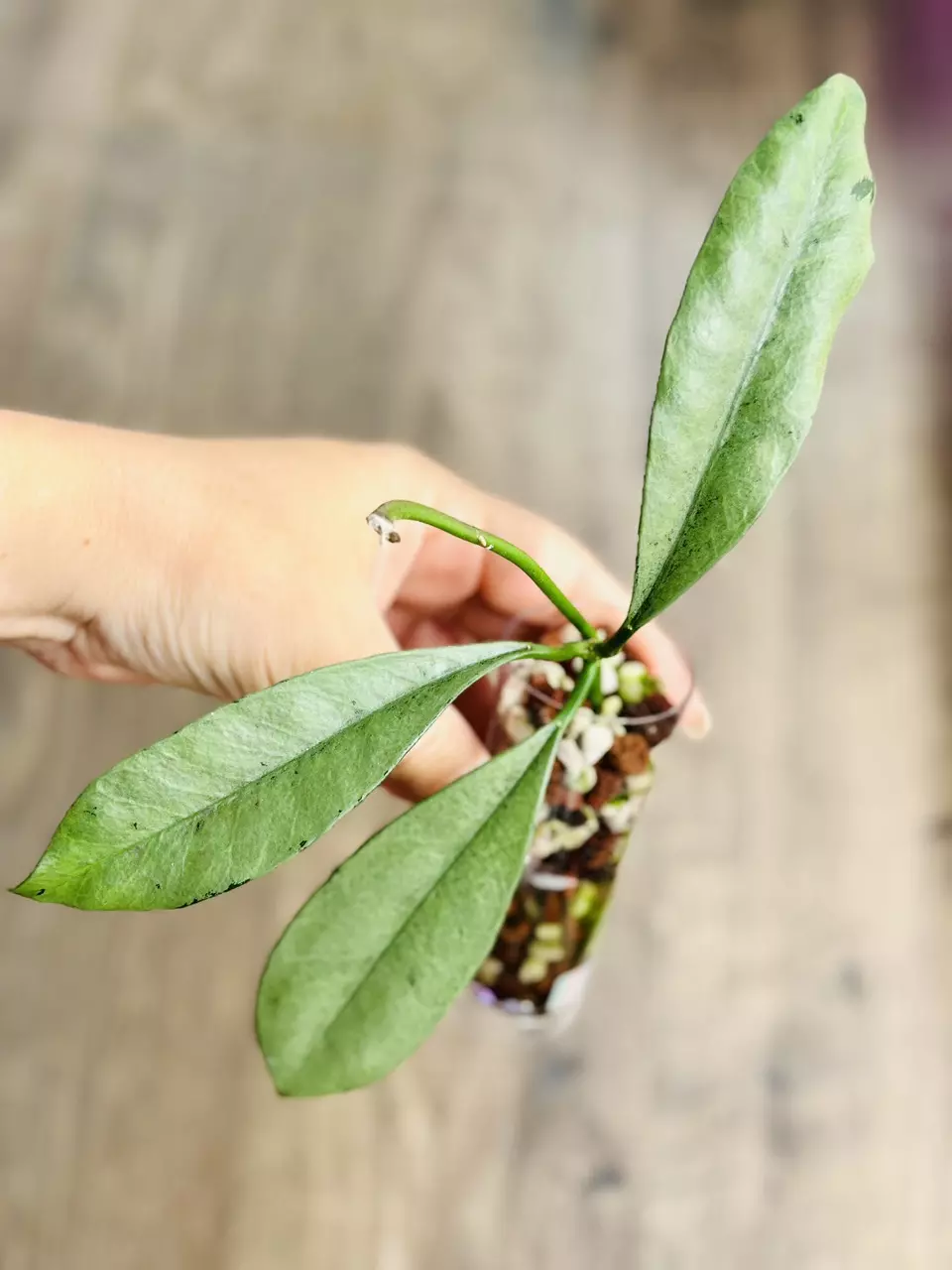 Hoya Griffithii Silver thumbnail
