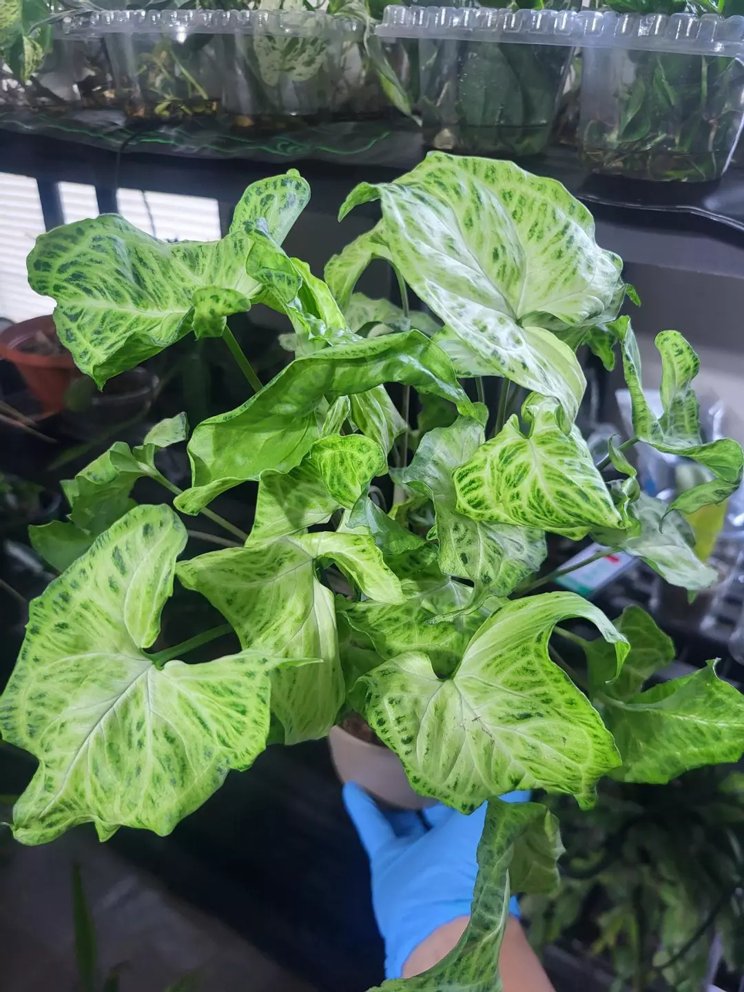 Syngonium batik 6" thumbnail