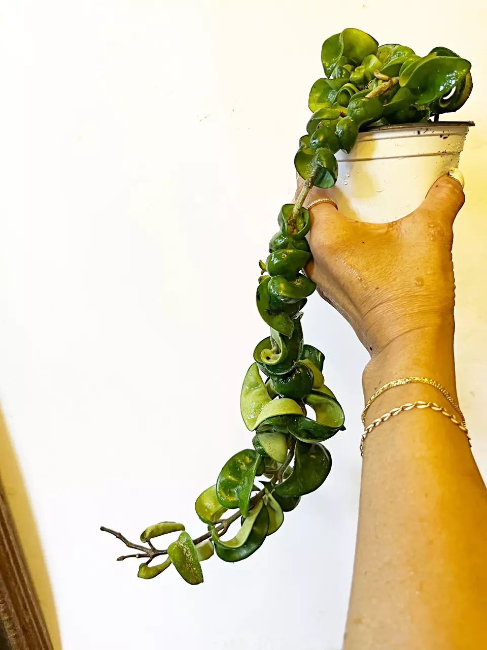 🎋Hoya Compacta thumbnail