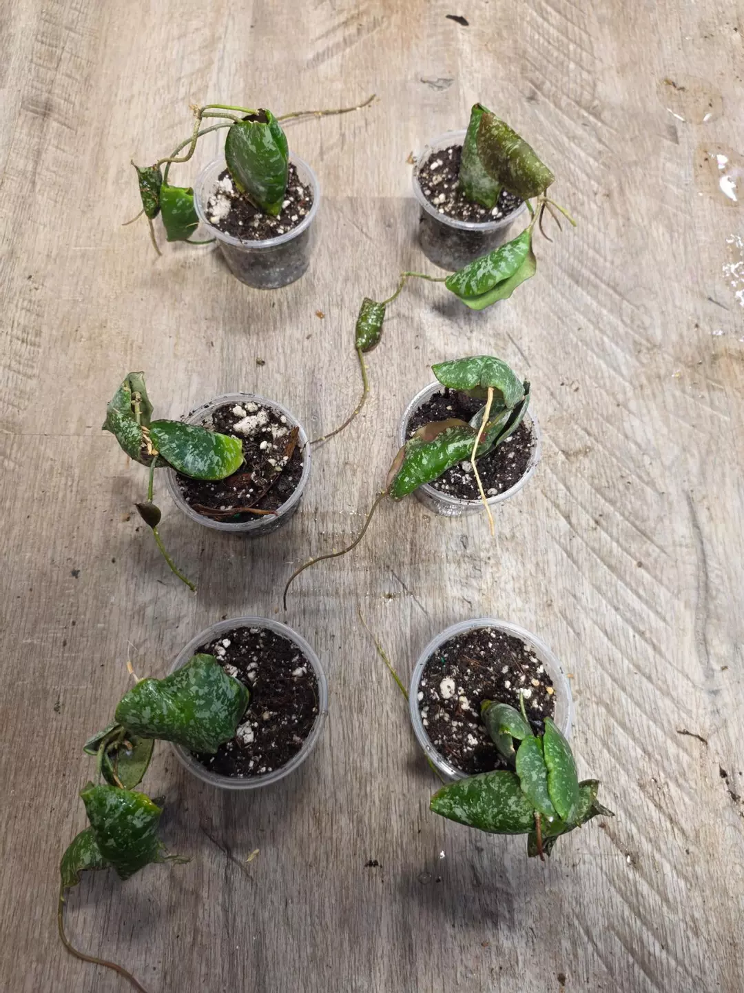 3" Hoya Imbricata thumbnail