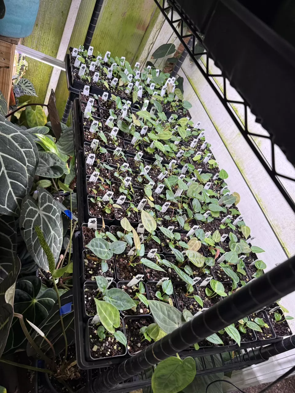 Growers Choice Four Seedlings. thumbnail