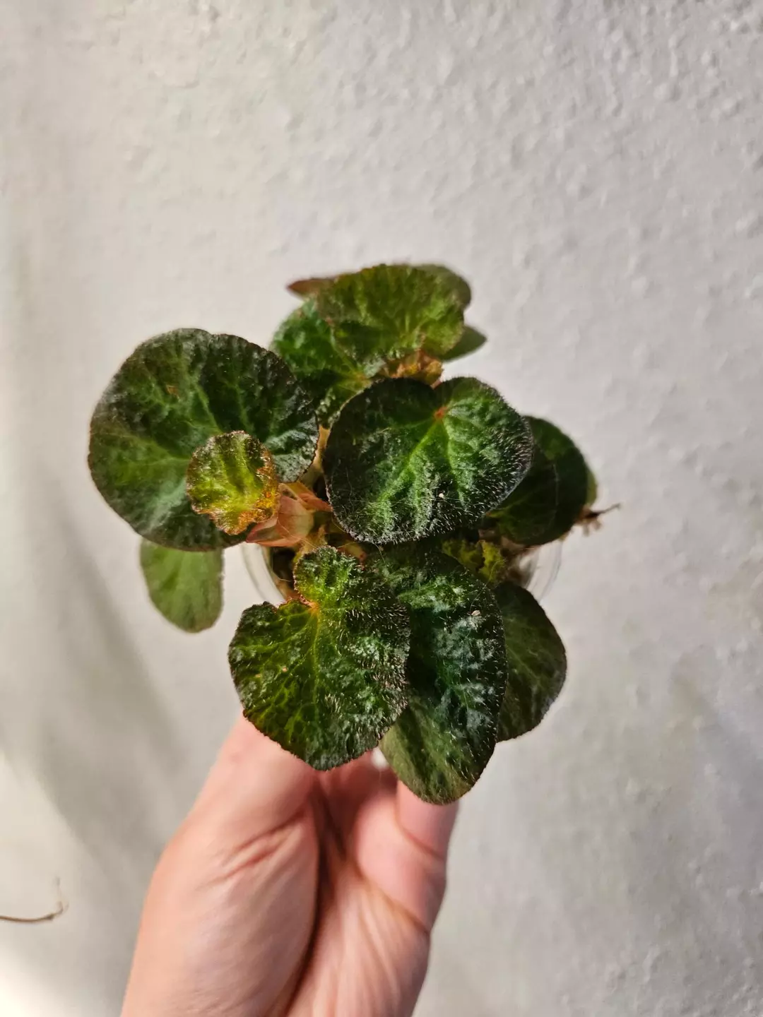 Begonia Manaus thumbnail