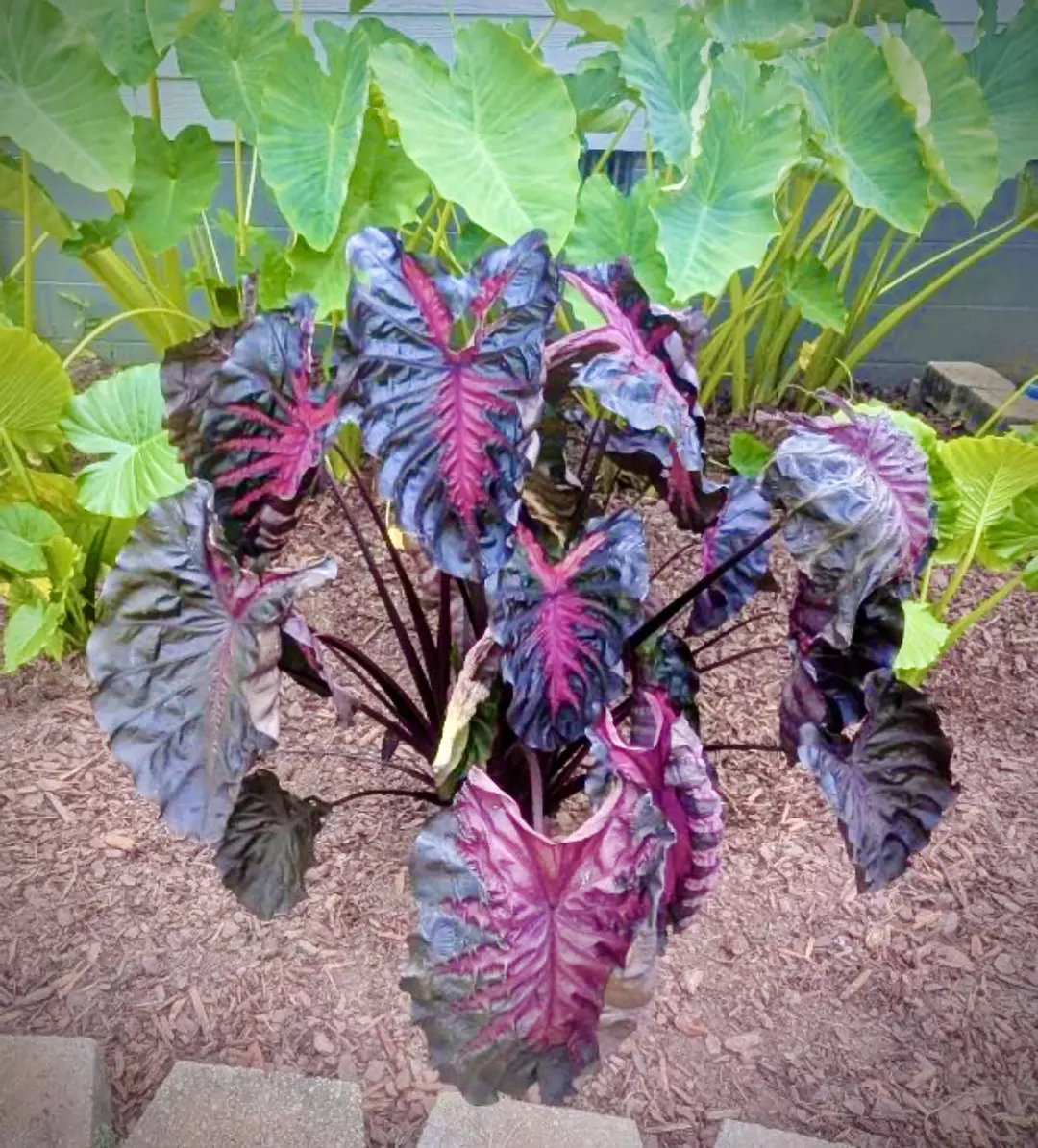 Pink Redemption tissue culture growers choice thumbnail