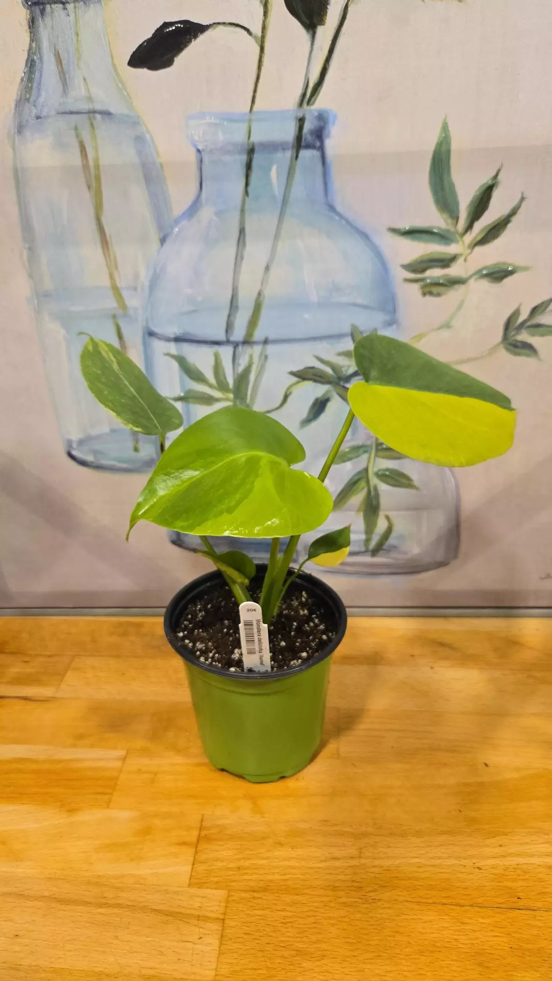 🌿 Monstera Deliciosa ‘Aurea’ (Variegated) thumbnail