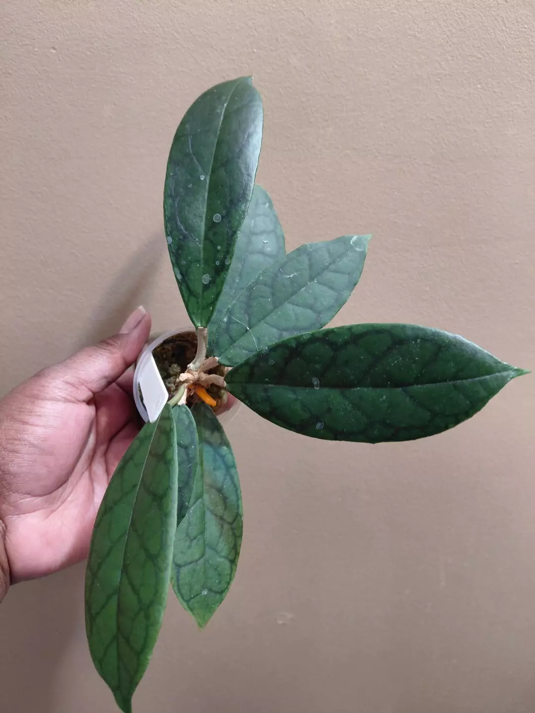 Hoya AH003 thumbnail