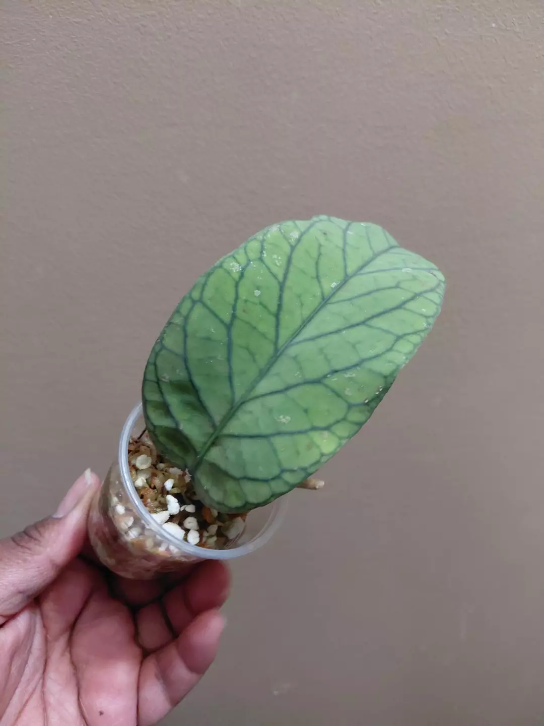 Hoya Meredithii Starter thumbnail