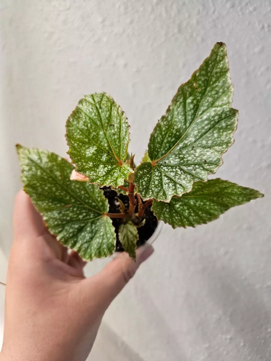 Begonia cane Noid thumbnail