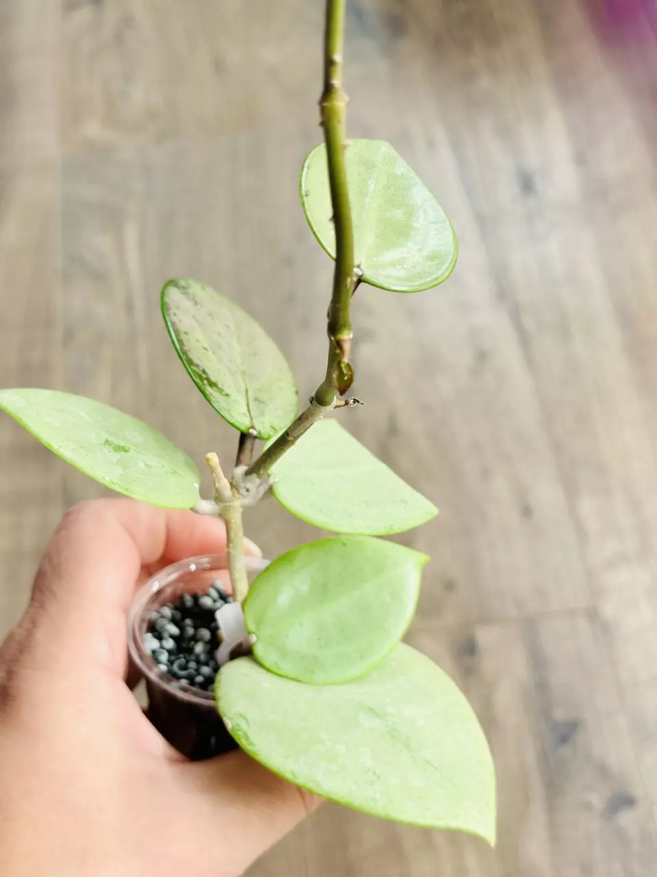 Hoya Verticillata Silver Heart thumbnail
