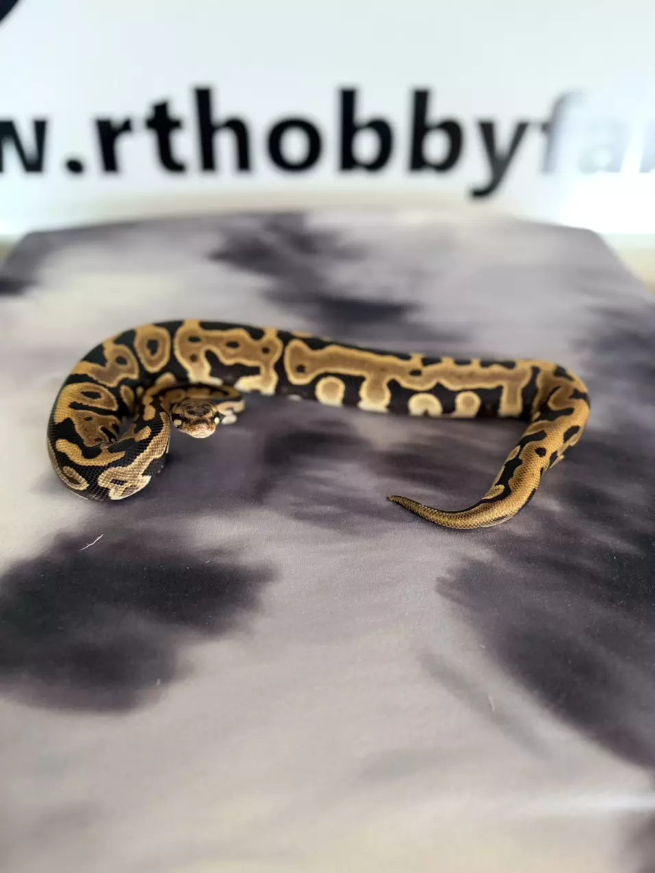 0.1 Leopard SN 100% Het OG PH Clown thumbnail