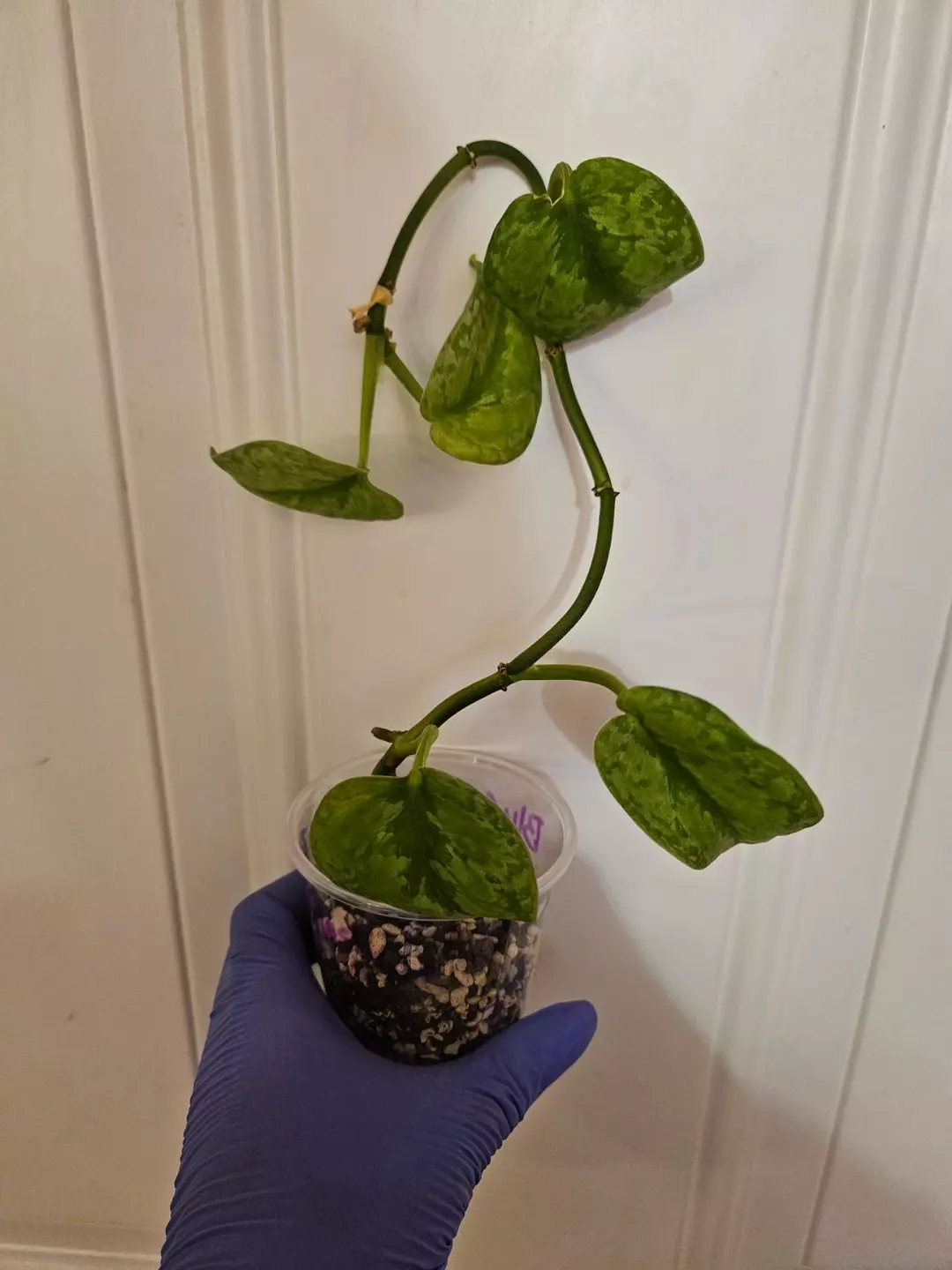 Scindapsus Blue Splash thumbnail